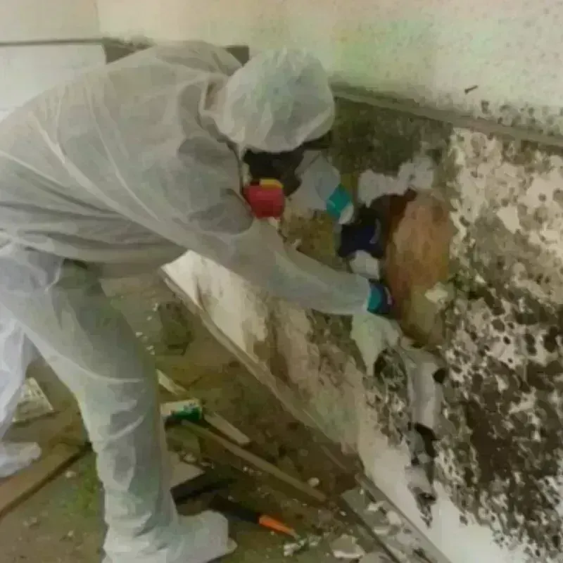 Mold Remediation and Removal in Smyrna, DE